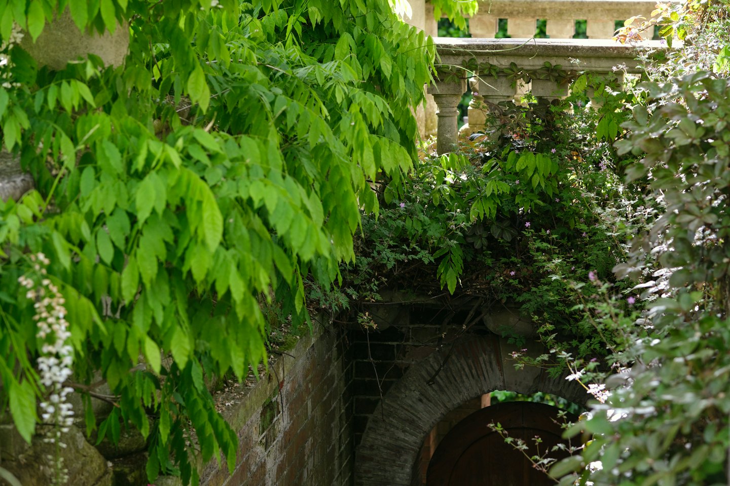 Viti di glicine crescono su un balaustrone in pietra consumato e un arco in mattoni.